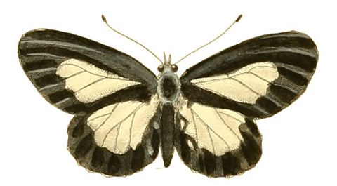 Hand-colored engraving of an Acraea butterfly, Drury 1837