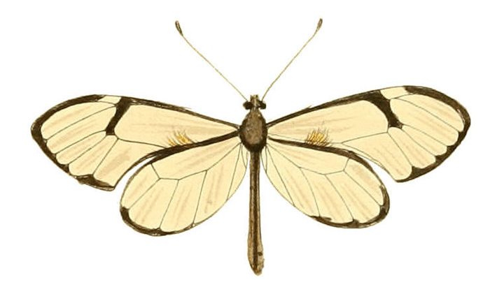 Hand-colored engraving of a Heliconia butterfly, Drury 1837