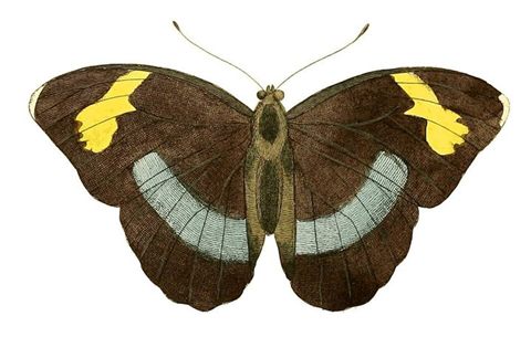 Hand-colored engraving of a Medon butterfly, Drury 1837