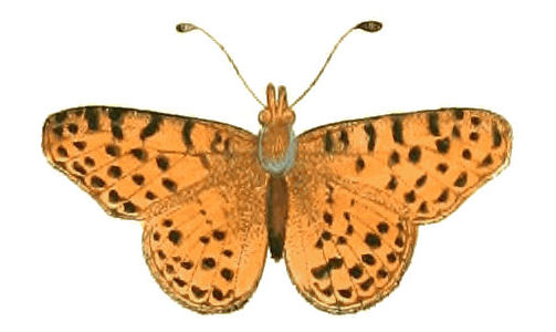 Hand-colored engraving of a Melitaea butterfly, Drury 1837